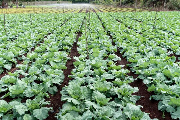 Agriculture biologique : Quels sont les outils de travail essentiel ?
