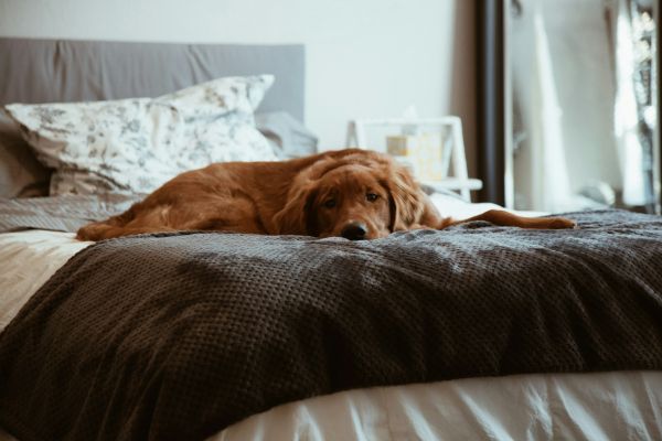 Chien de détection de punaises de lit : un service essentiel à paris