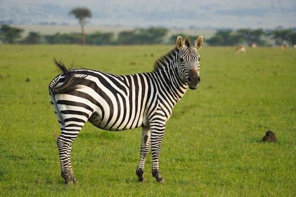 Comment les entreprises peuvent-elles se conformer aux normes environnementales actuelles ?